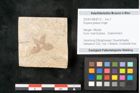 Foto (Objekt + Etikett) von Royena graeca Unger (NHMW-GEO-2024-0188-8172)